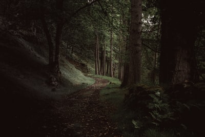 一条路穿过一个黑暗的常绿森林湖Maree附近
